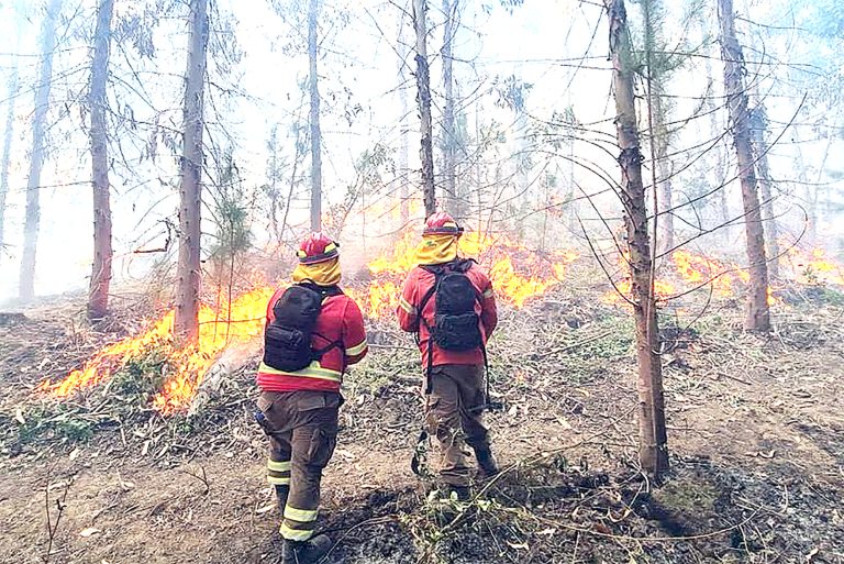 Académicos UCM plantean implementar política de gestión de riesgos ante los incendios forestales