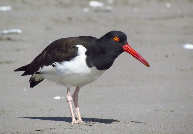 Aviturismo: Oportunidad de observar la diversidad de aves por el Maule