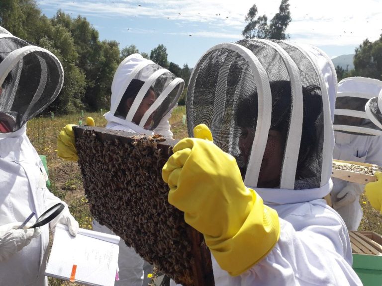 Cajón del río Achibueno: ¿El santuario natural de la miel?