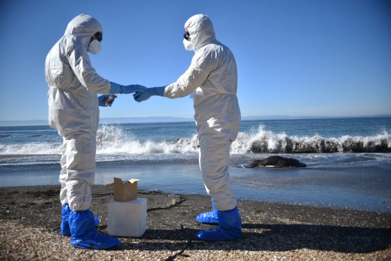 Experta en salud pública advierte: “Por ningún motivo las personas deben manipular aves o mamíferos enfermos o muertos”