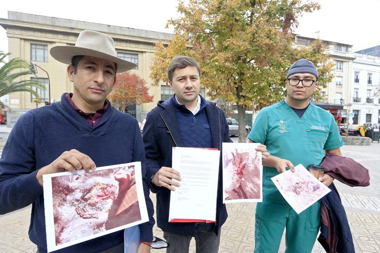 Agricultor denuncia muerte masiva de ganado por ataque de perros