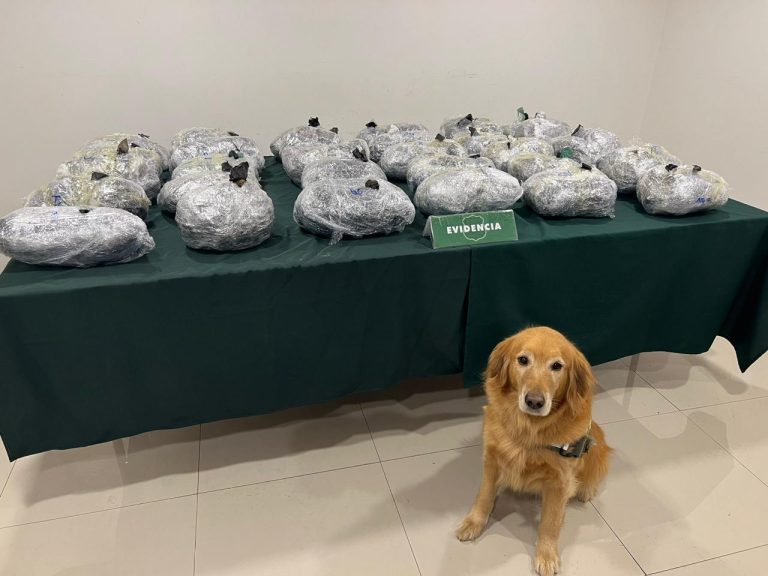Perra antidroga de Carabineros detectó transporte de casi 32 kilos de marihuana