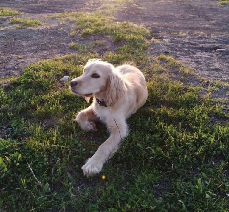 Lanzarán formulario de denuncia de maltrato animal