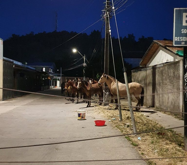 Estudian terreno para albergar animales abandonados en la calle