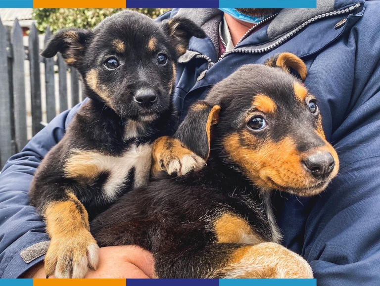 Romeral organiza la primera Feria de Tenencia Responsable de Mascotas
