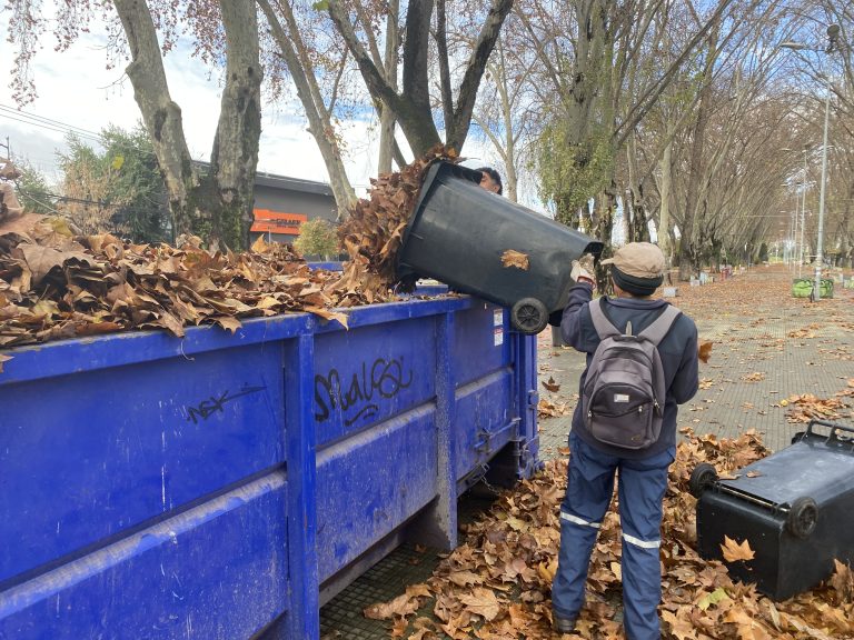 ¿A dónde van a parar las miles de hojas de la Alameda Manso de Velasco? Acá se lo contamos