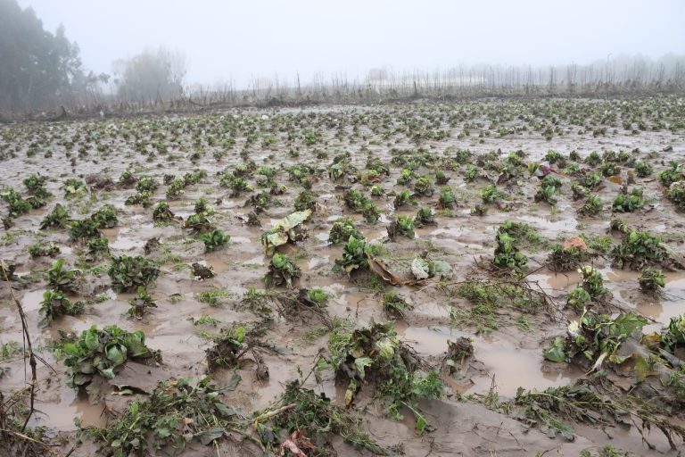 Advierten eventual alza en los precios de las hortalizas