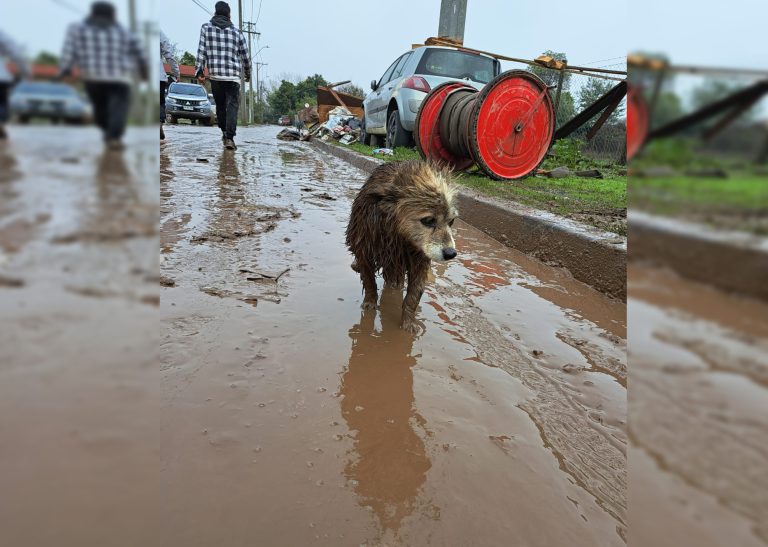 En marcha campaña para ayudar animales damnificados