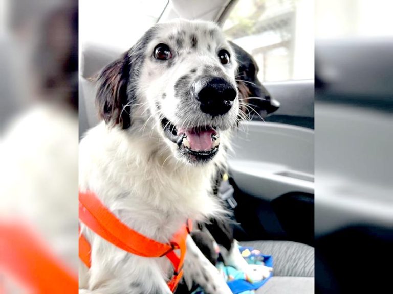 Convocan a marcha para generar cambios a favor de los animales