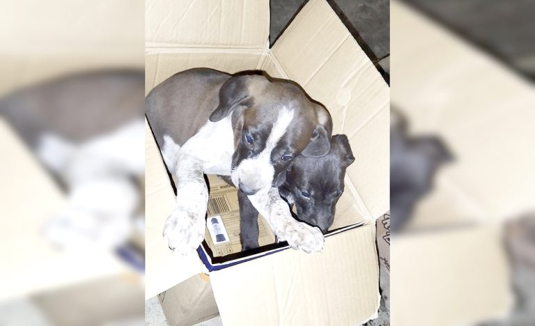 Hacen llamado para utilizar formulario para denuncias sobre maltrato