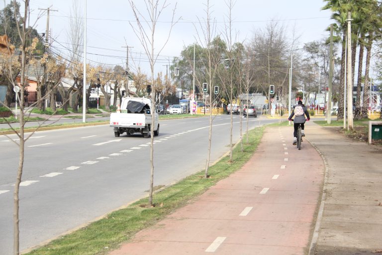 Anuncian “reubicación” de árboles presentes en la avenida Alessandri
