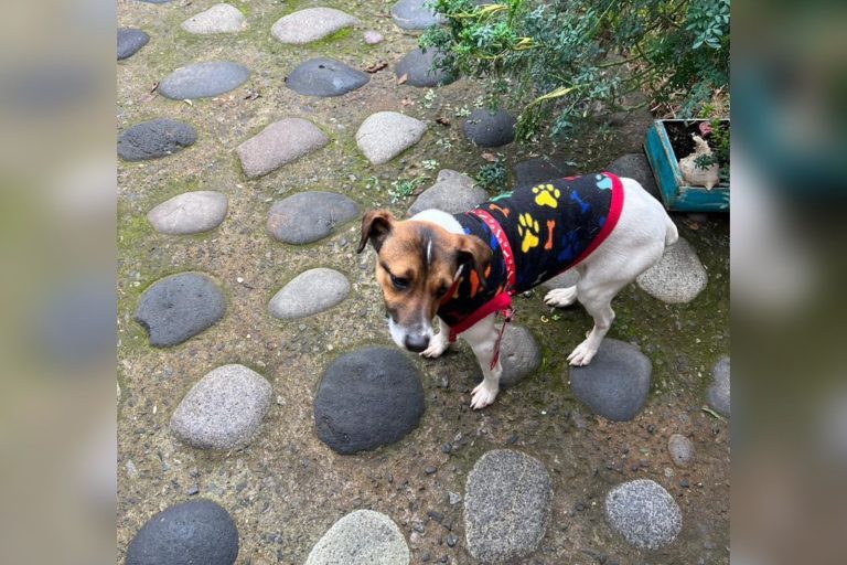 Ley Cholito: Faltan multas y sanciones de envergadura para terminar con el abandono