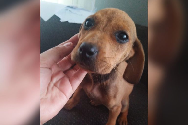 Fundación Paticorta impulsa campaña de recolección de alimento y mantitas