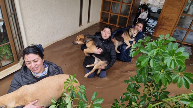 Trabajo en equipo permitió el rescate de familia y sus perros