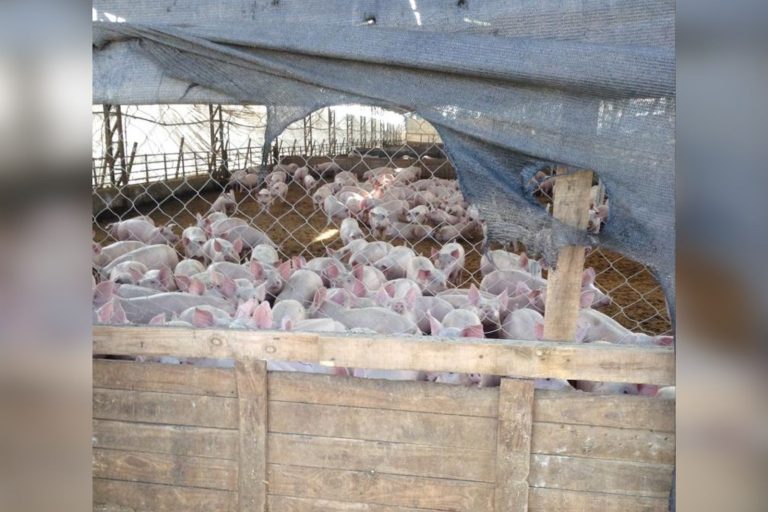 Superintendencia de Medio Ambiente formula cargo contra agrícola Jacques y Lorenzini