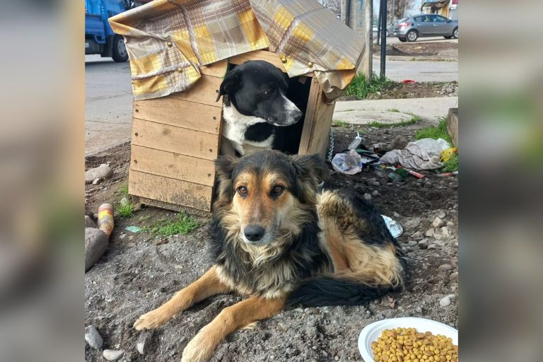 Cada día aumenta el número de mascotas en situación de calle