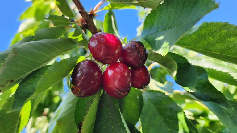 Inusuales lluvias de primavera generan millonarias pérdidas en cultivos agrícolas