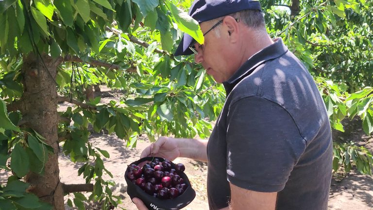 Fedefruta ya observa una merma de un 50% de las cerezas tempranas