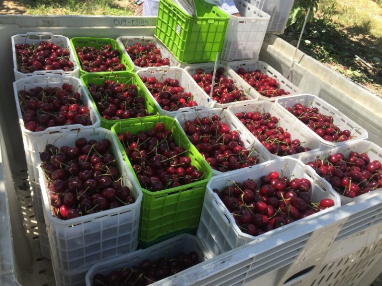 Roban camión con fruta de temporada