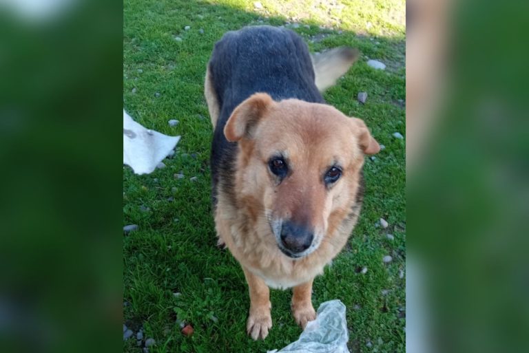 Organizaciones animalistas piden justicia por asesinato de perritos comunitarios