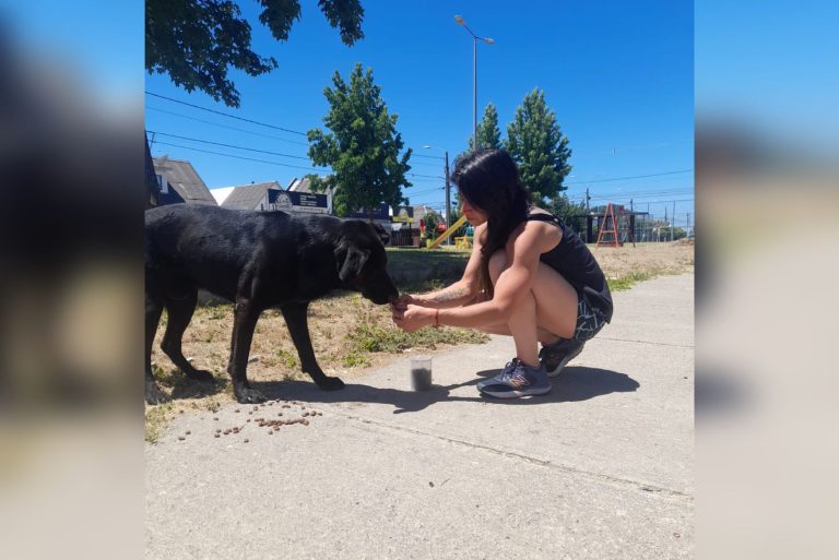 Perritos abandonados reciben alimento y cariño en Navidad