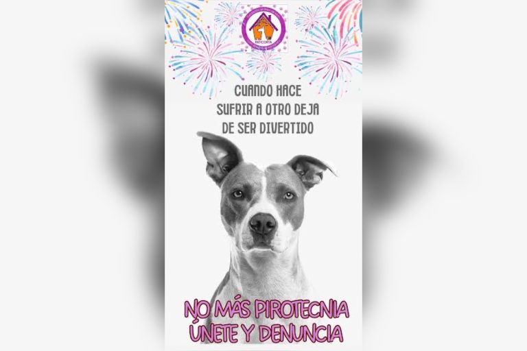 Fuegos artificiales generan crisis de pánico y muerte de mascotas