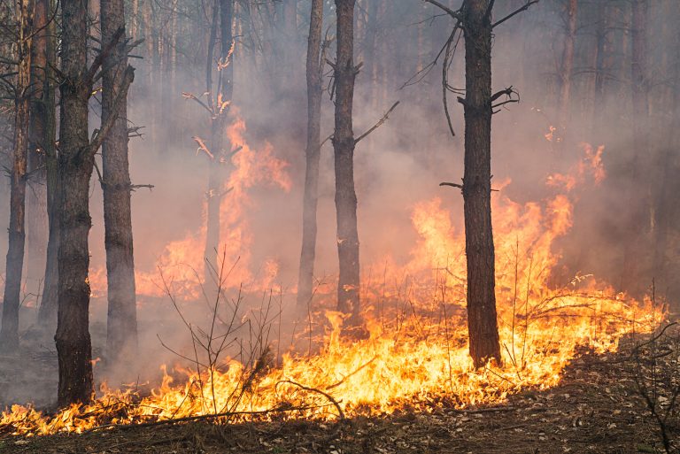 Recalcan la importancia de poder prevenir los incendios forestales