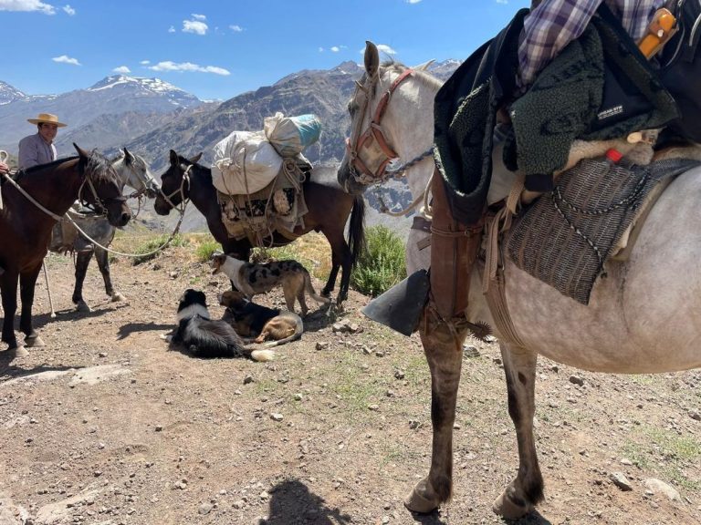 Ejército, Bomberos y Carabineros se suman a búsqueda de curicana desaparecida