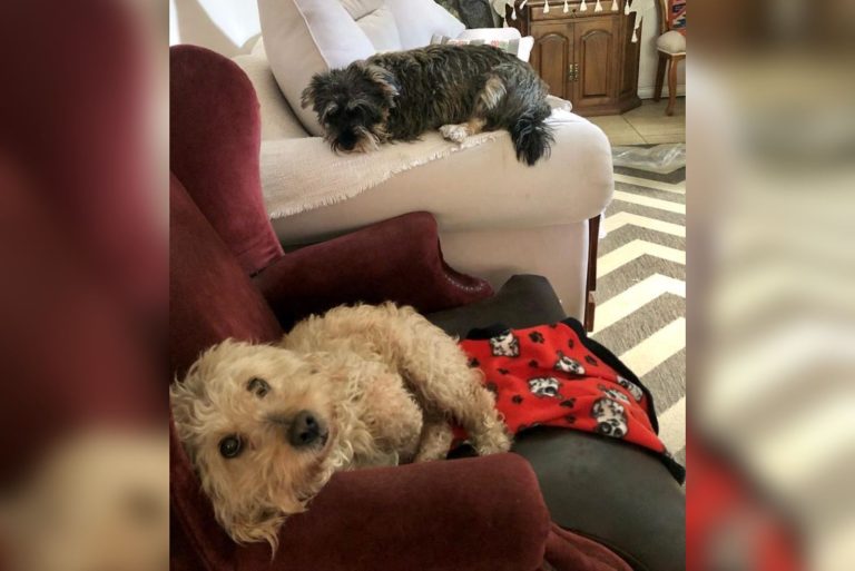 Nueva ordenanza de mascotas fija obligaciones, prohibiciones y sanciones de hasta 5 UF