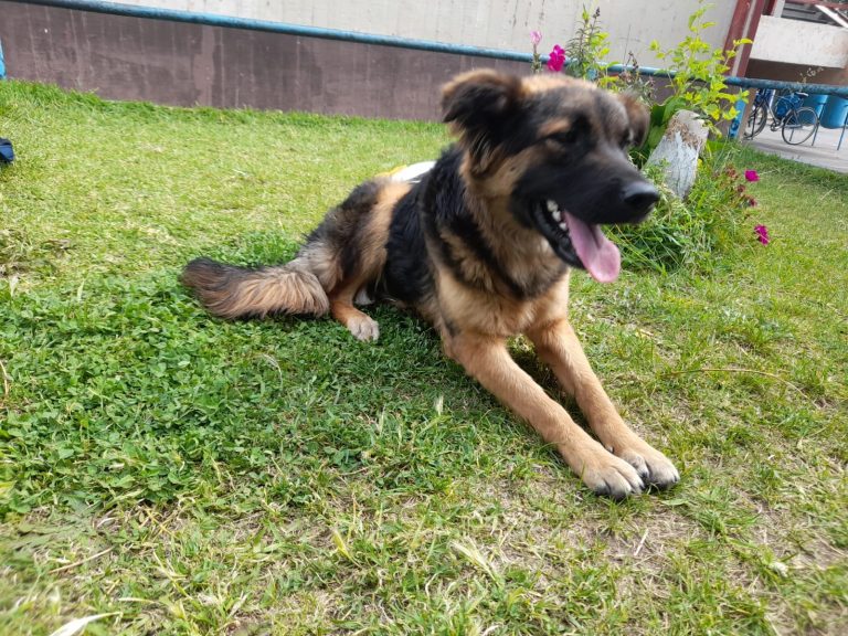 Invitan a charla sobre tenencia responsable de mascotas