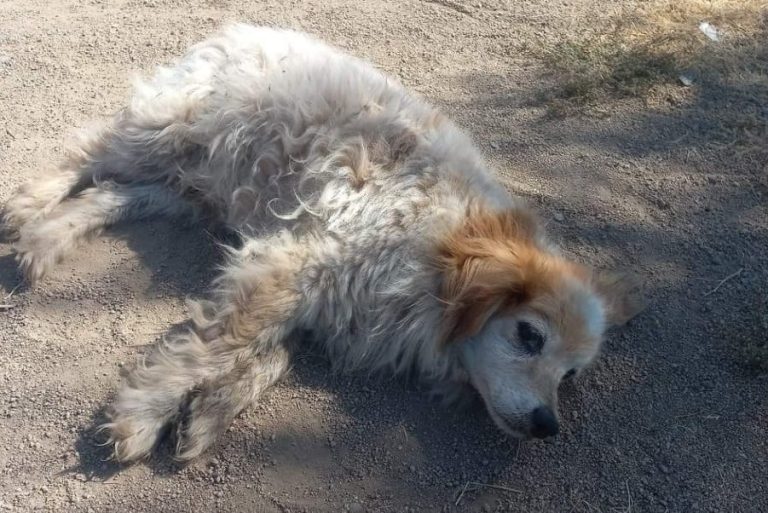 “Ley Cholito” no contempla eutanasia para perritos callejeros