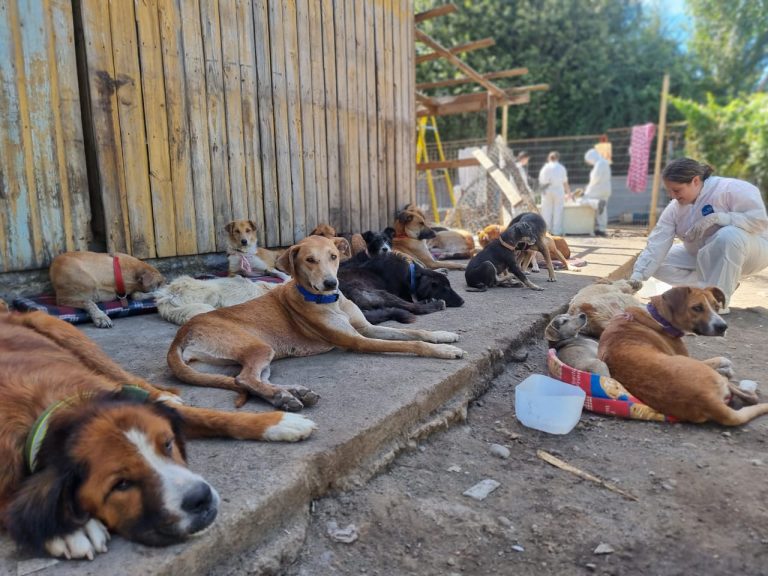 Dan curso a proceso de adopción para perros rescatados en sector Vista Hermosa