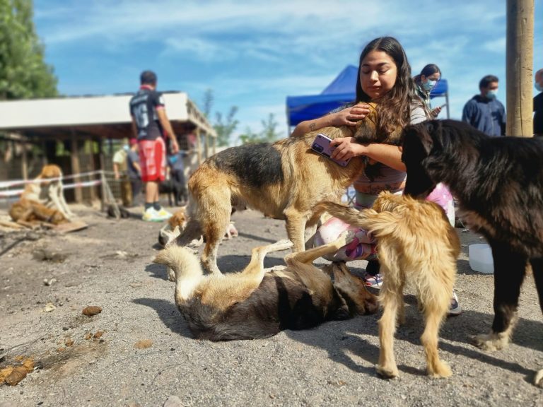 Convocan a marcha contra el maltrato animal en Curicó