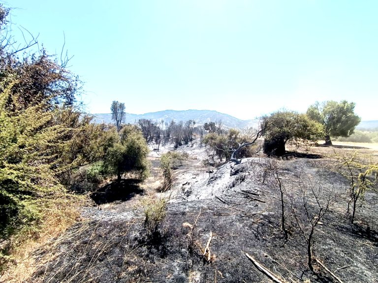Casas, galpones y maquinaria destruida es el saldo por incendio forestal en Pencahue
