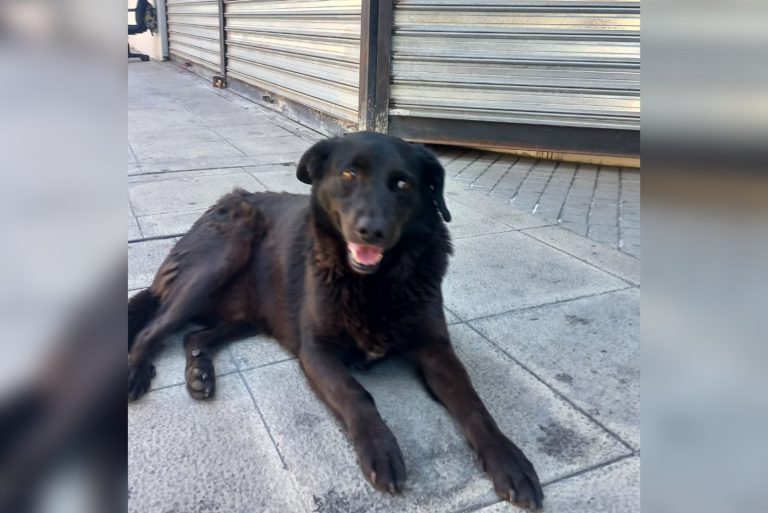 “Cholito”: El perrito comunitario víctima de la delincuencia