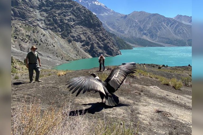 Exitosa liberación de cóndor en laguna La Invernada