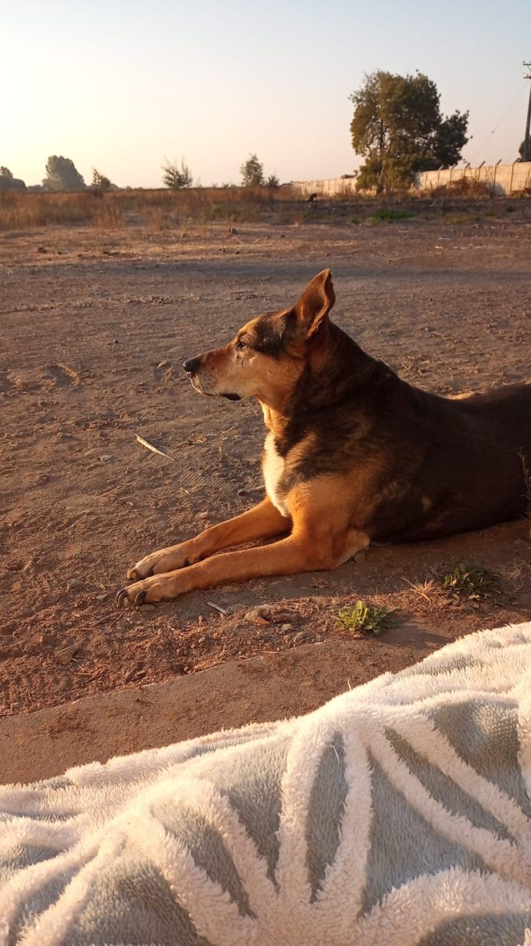Gatita: Una historia de amor perruno