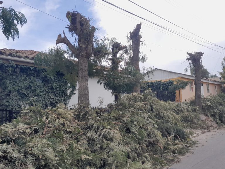 Alcaldesa expresa su molestia por “indiscriminada” poda de árboles
