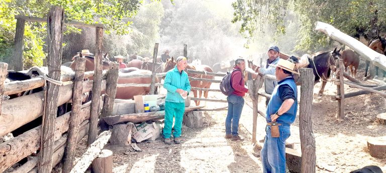 Con operativos en Upeo Bajo se inició  programa pecuario en sectores de Curicó