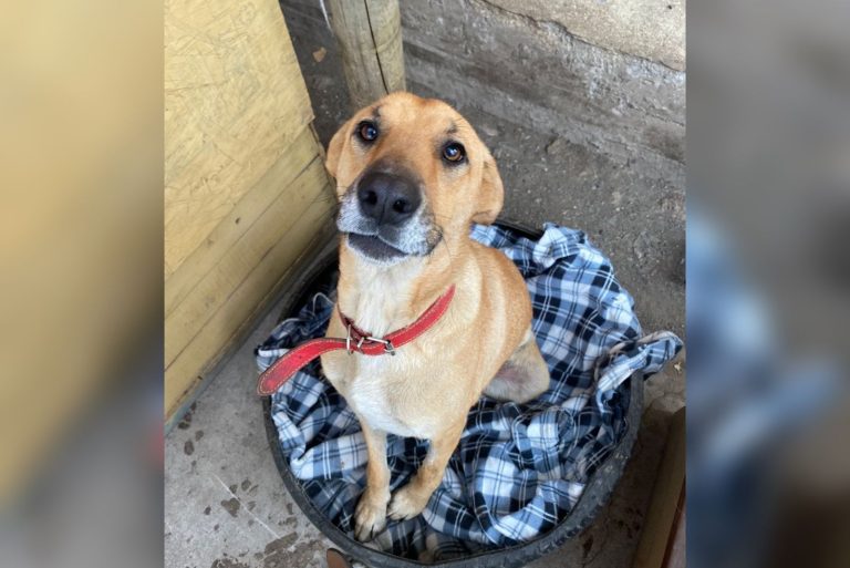 Fundación Paticorta y municipio invitan a jornada de adopción