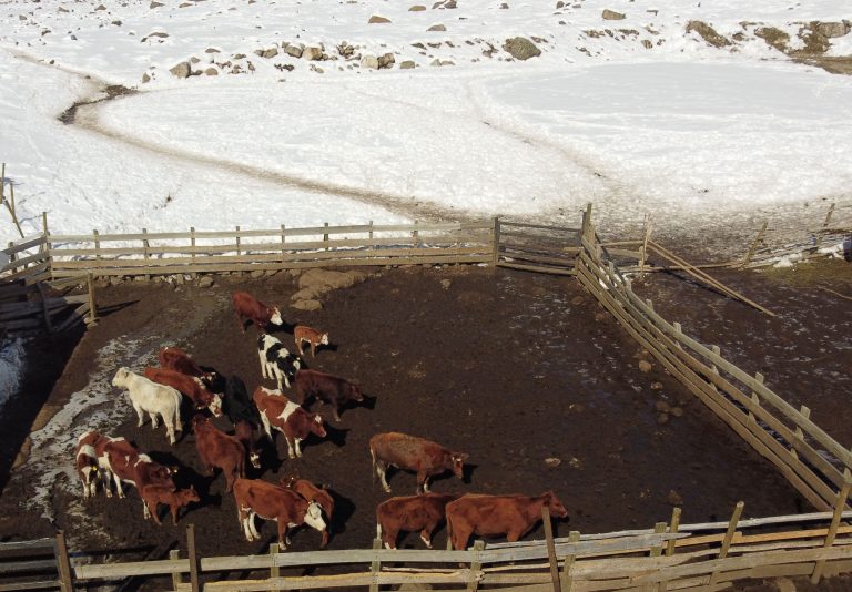 Más de 600 animales aislados por nevazón en alto sector cordillerano de San Clemente