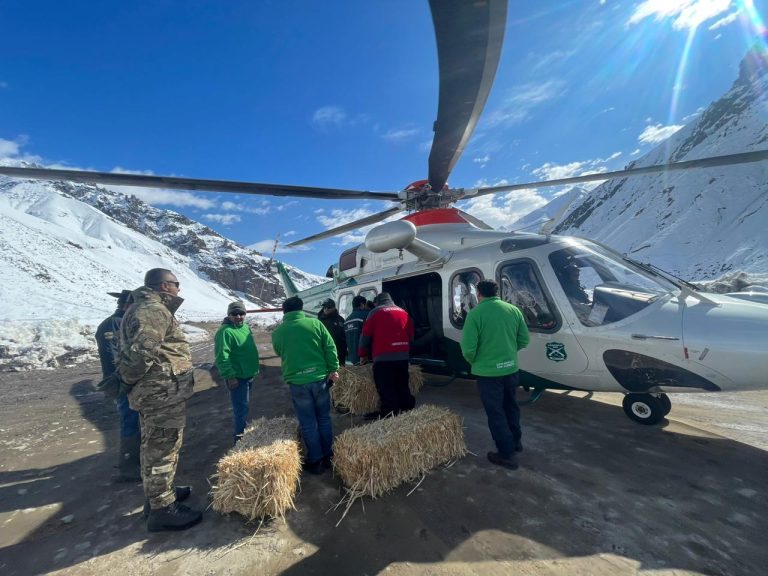 Por aire y tierra se llegó con forraje para animales aislados en la cordillera