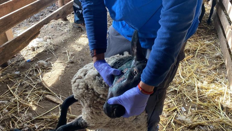 Agricultores desesperados por sucesivos ataques de perros a ganado doméstico