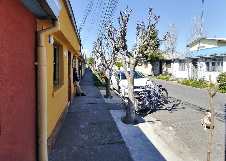 Vecinos siguen preocupados por plaga de termitas que afecta sus viviendas