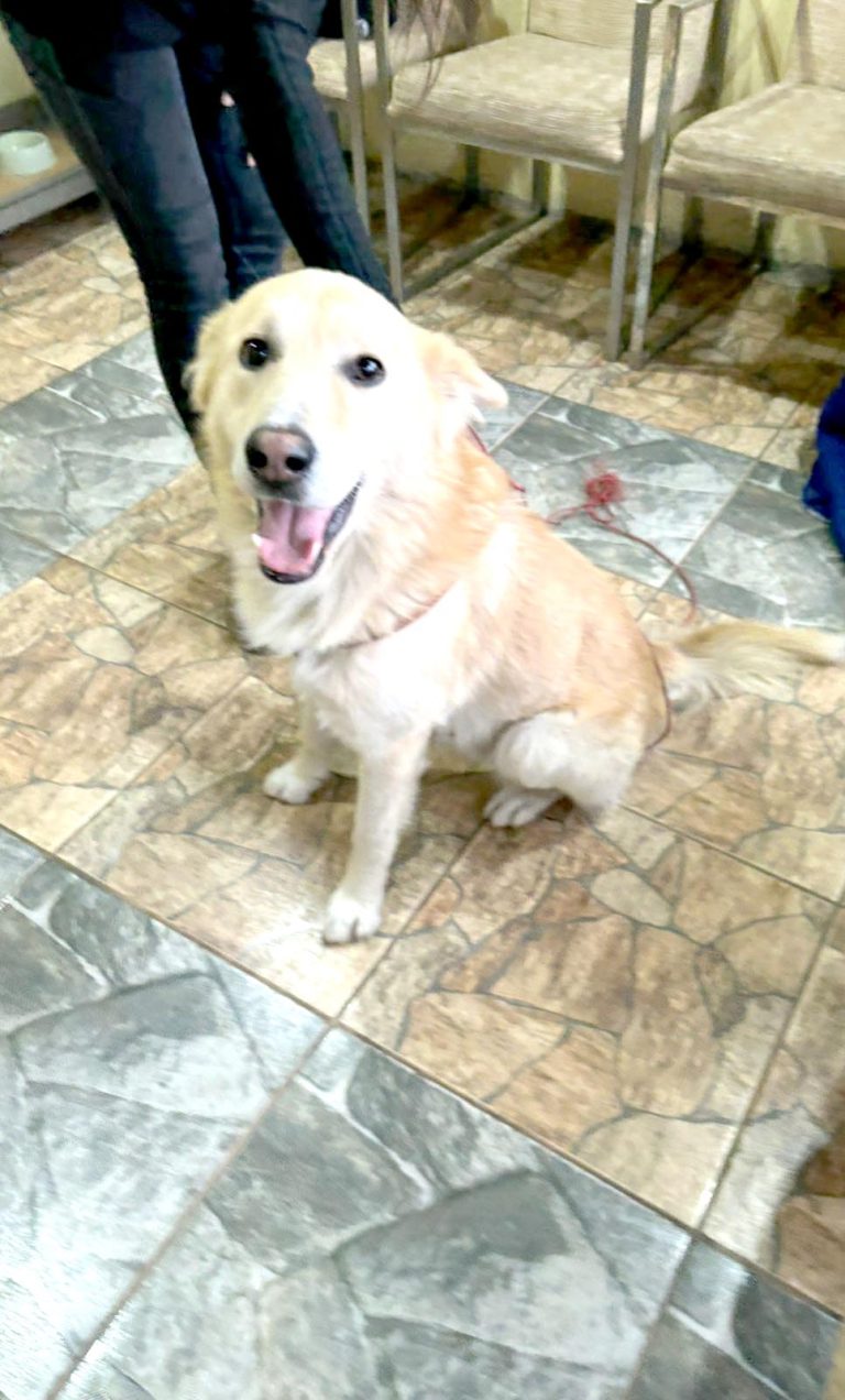 Perrito rescatado de maltrato animal y sexual busca hogar