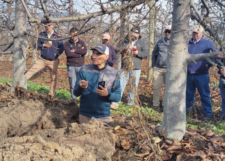 Agricultores en busca de la mejor cereza para el mundo