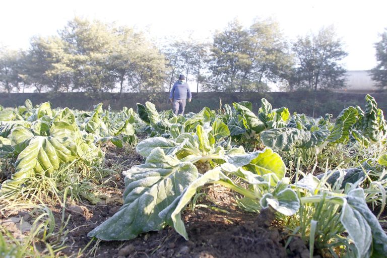 Hortaliceros en alerta por potenciales pérdidas ante prolongadas heladas