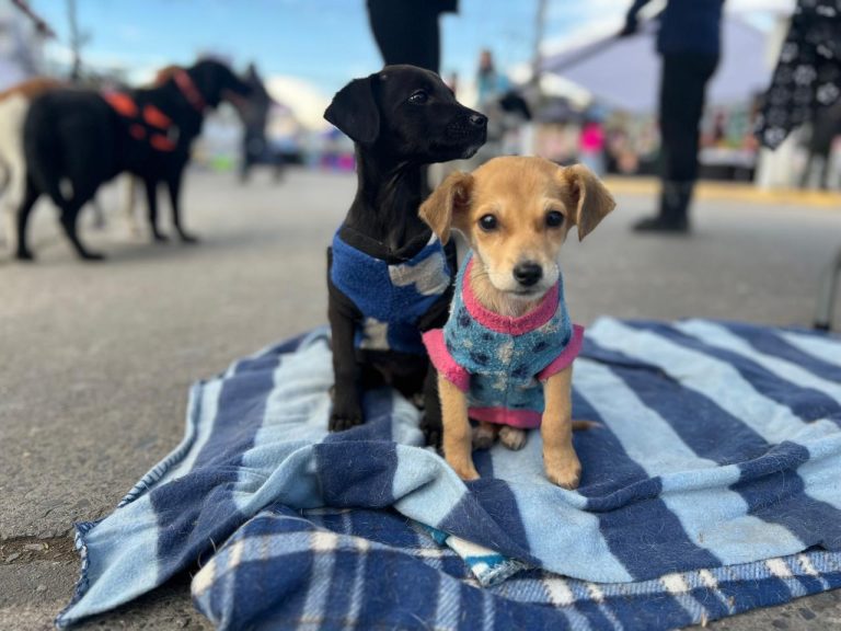Invitan a jornada de adopción de perros hasta este domingo