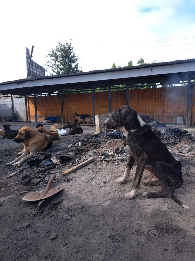 Comunidad curicana protestará contra maltratadores de animales