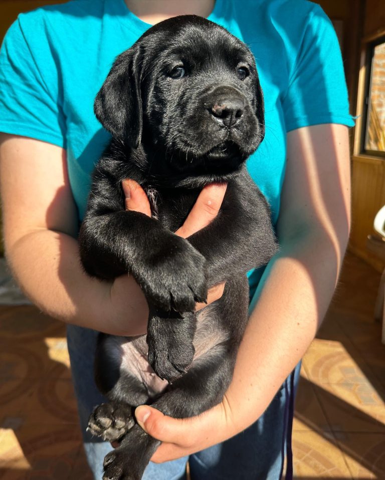 Al rescate de animales en la zona costera de la provincia de Curicó
